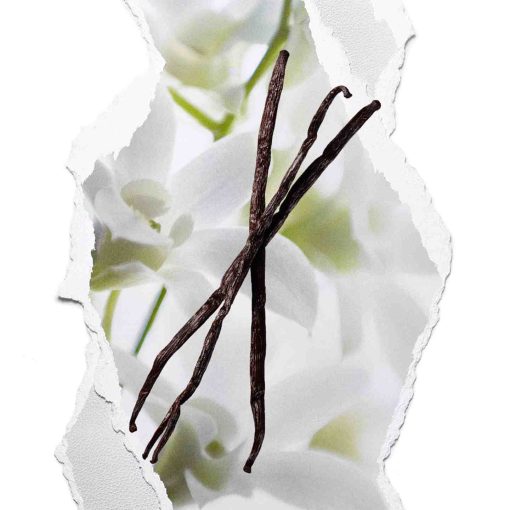 ALL OR NOTHING All or Nothing Parfum - Image 2
